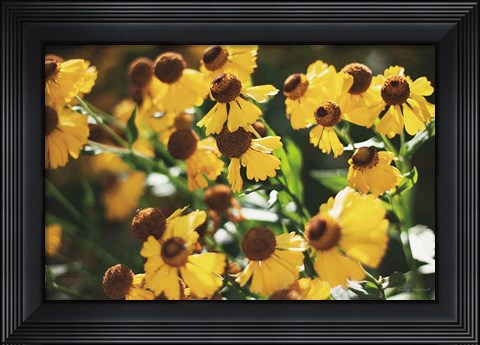 Framed Autumn Flowers II Print