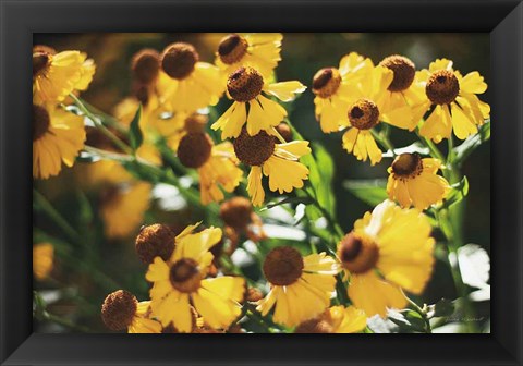 Framed Autumn Flowers II Print