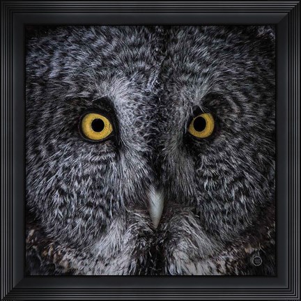 Framed Great Grey Owl Print