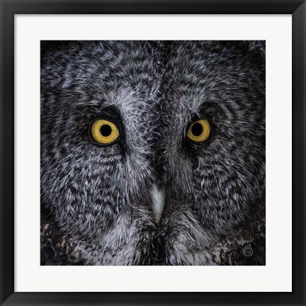 Framed Great Grey Owl Print