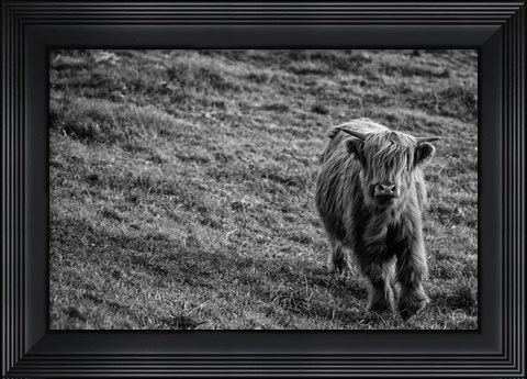 Framed Highland Cow Calf in the Wind Print