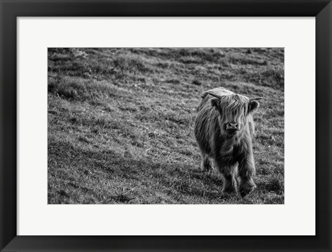 Framed Highland Cow Calf in the Wind Print