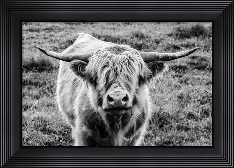 Framed Highland Cow Staring Contest Print