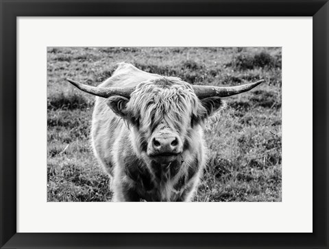 Framed Highland Cow Staring Contest Print