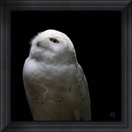 Framed Snowy Owl Looks to the Sun Print