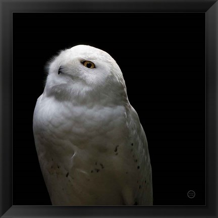 Framed Snowy Owl Looks to the Sun Print