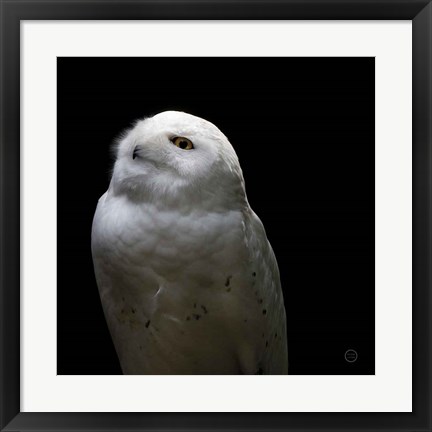 Framed Snowy Owl Looks to the Sun Print