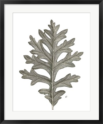 Framed Histoire Naturelle Leaves II Print
