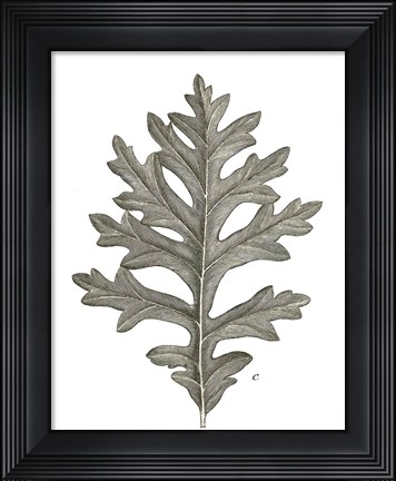 Framed Histoire Naturelle Leaves II Print