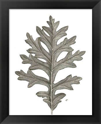 Framed Histoire Naturelle Leaves II Print