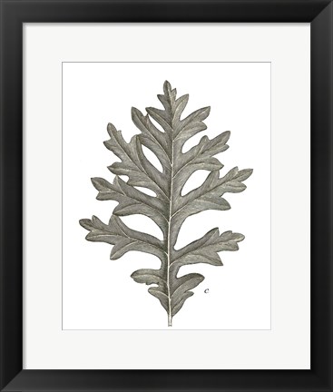 Framed Histoire Naturelle Leaves II Print
