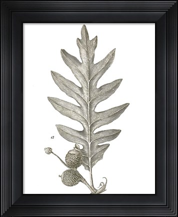 Framed Histoire Naturelle Leaves I Print
