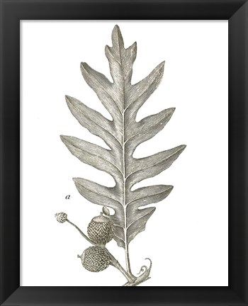 Framed Histoire Naturelle Leaves I Print