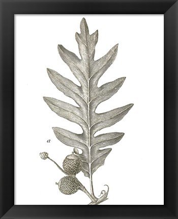 Framed Histoire Naturelle Leaves I Print