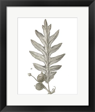 Framed Histoire Naturelle Leaves I Print