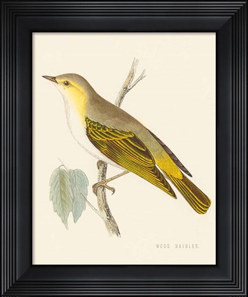 Framed Engraved Birds III Print