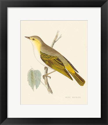 Framed Engraved Birds III Print