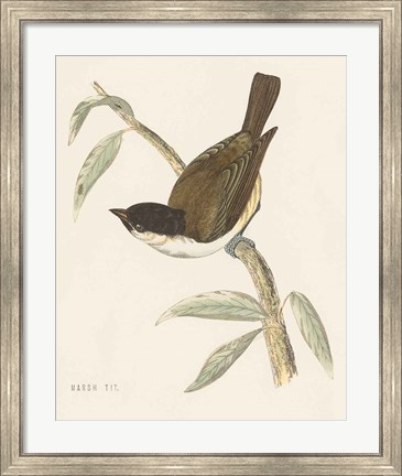 Framed Engraved Birds II Print