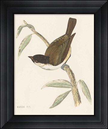 Framed Engraved Birds II Print