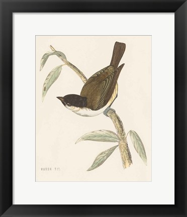 Framed Engraved Birds II Print