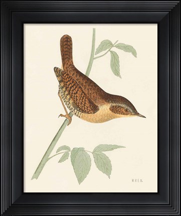 Framed Engraved Birds I Print
