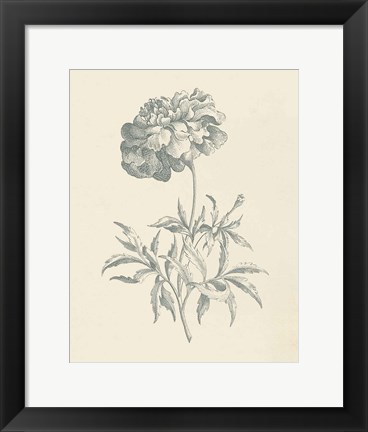 Framed Eden Floral II Print