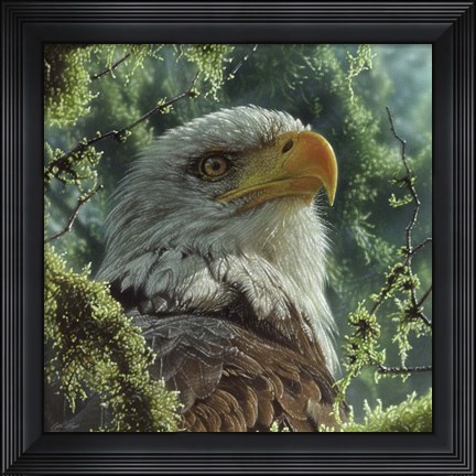 Framed Bald Eagle Print