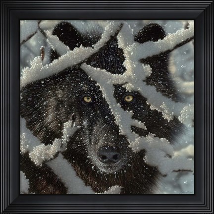 Framed Winter Black Wolf Print