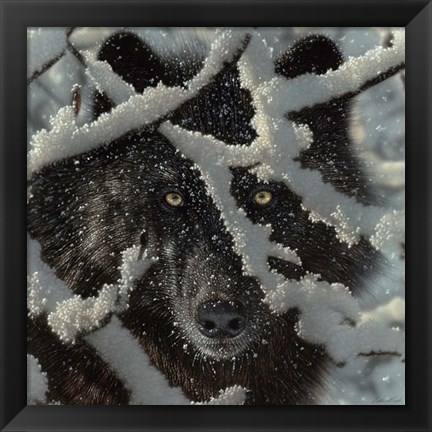 Framed Winter Black Wolf Print