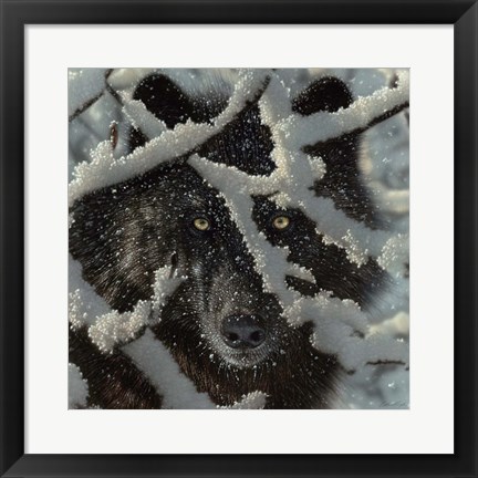 Framed Winter Black Wolf Print