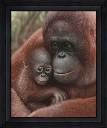 Framed Orangutan Mother and Baby Print
