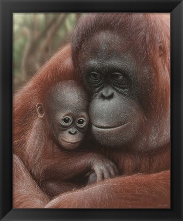 Framed Orangutan Mother and Baby Print