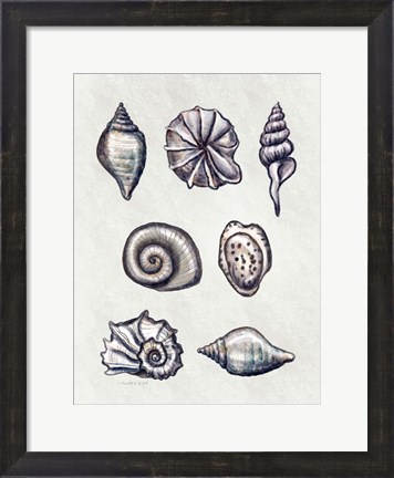 Framed Shells I Print