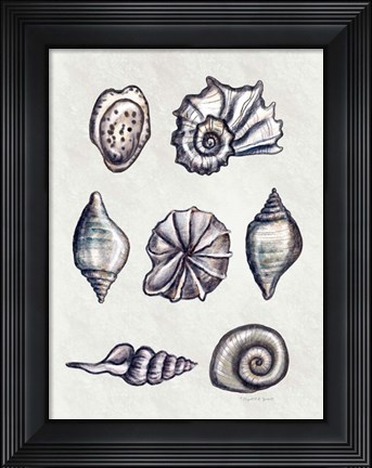 Framed Shells II Print