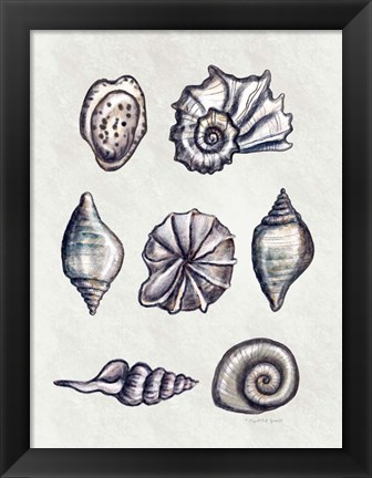 Framed Shells II Print