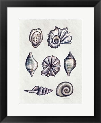 Framed Shells II Print