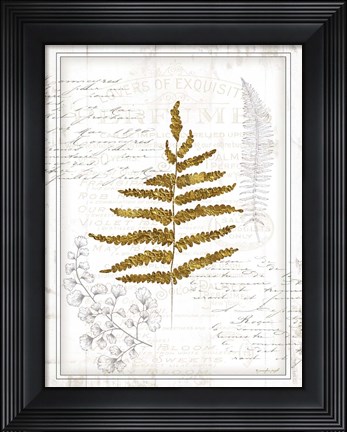 Framed Ferns II Print