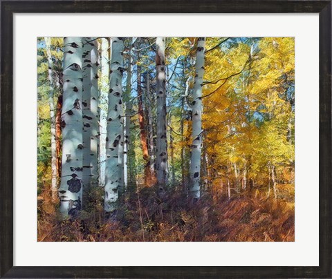Framed Autumn Aspens Print
