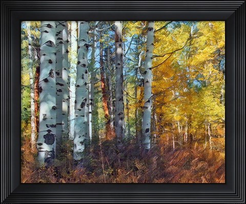 Framed Autumn Aspens Print