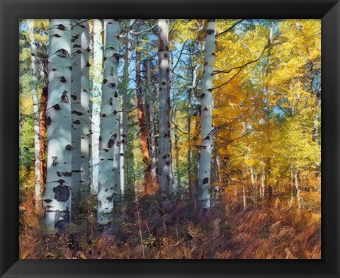 Framed Autumn Aspens Print