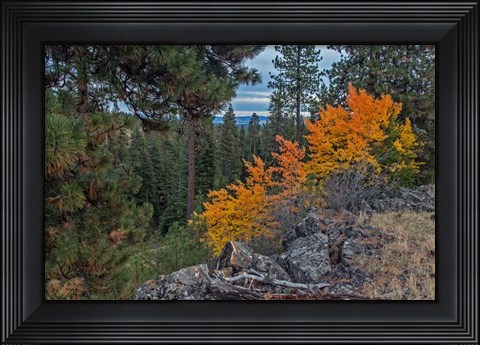 Framed Aspen Blaze Print