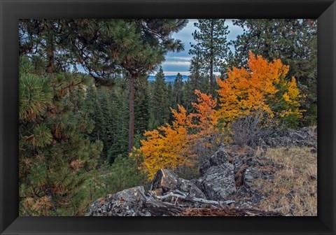 Framed Aspen Blaze Print