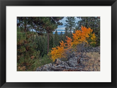 Framed Aspen Blaze Print