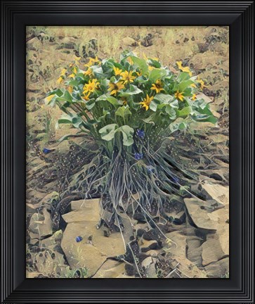 Framed Desert Bouquet Print