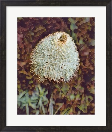 Framed Gemstone Bear Grass Print