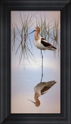 Framed American Avocet Print