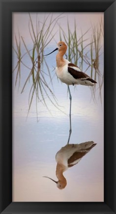 Framed American Avocet Print