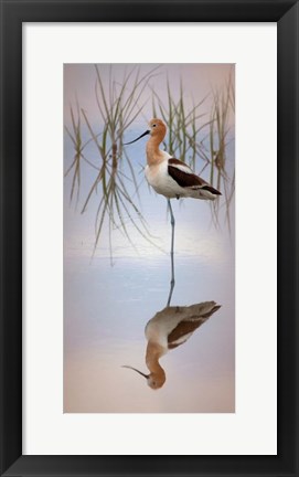 Framed American Avocet Print