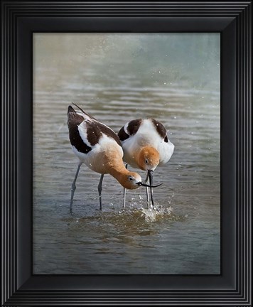 Framed American Avocet II Print