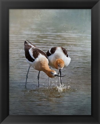 Framed American Avocet II Print